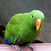 Male Eclectus Parrot by onewing