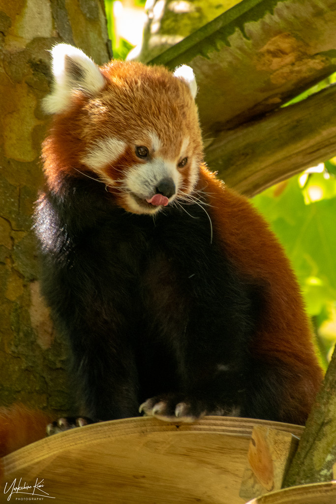 Red Panda by yorkshirekiwi