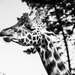 Giraffe by yorkshirekiwi