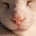 Kitty Closeup by stray_shooter