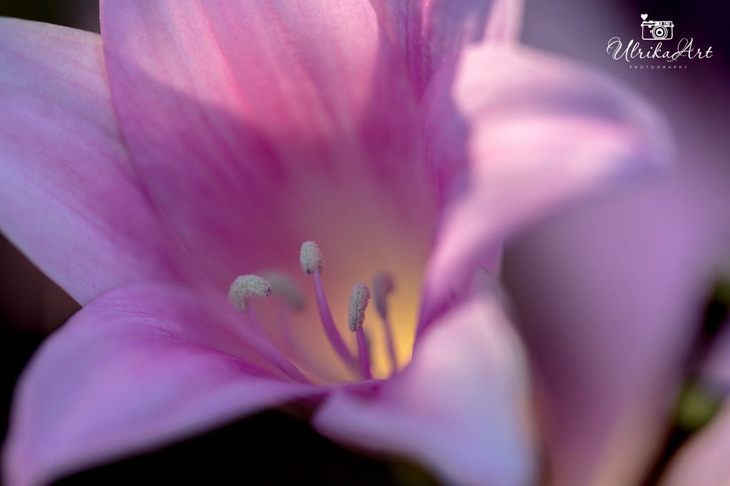 macro flower by ulla