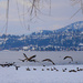 Geese Gathering by gq