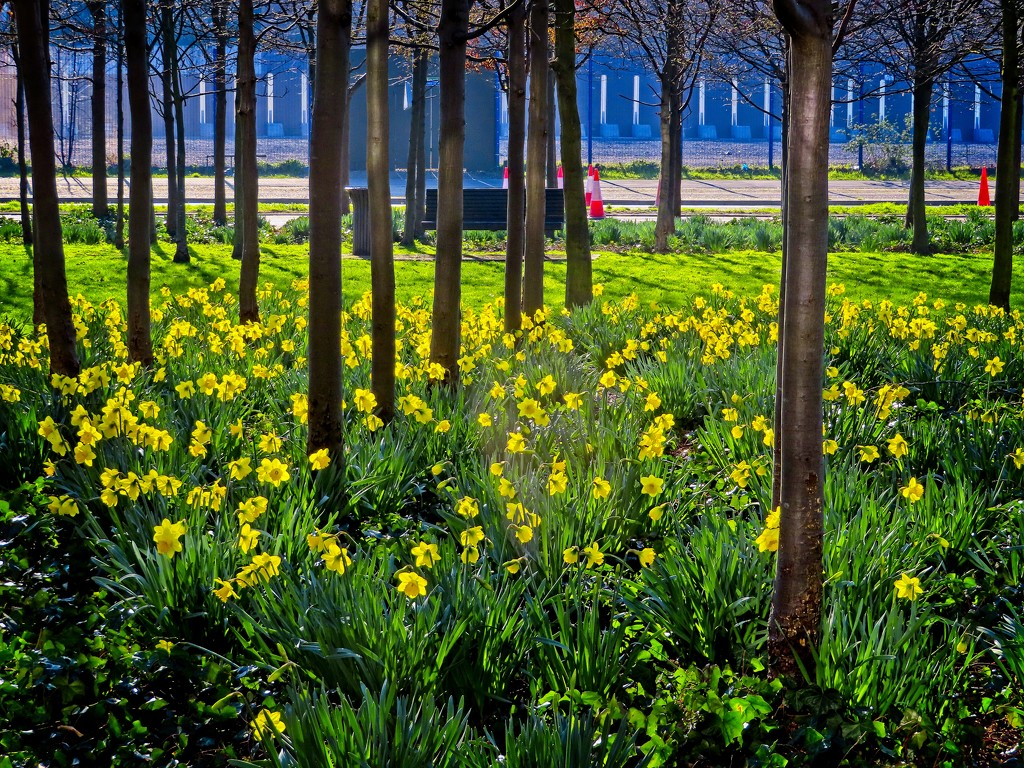 The Daffs Are Out by billyboy
