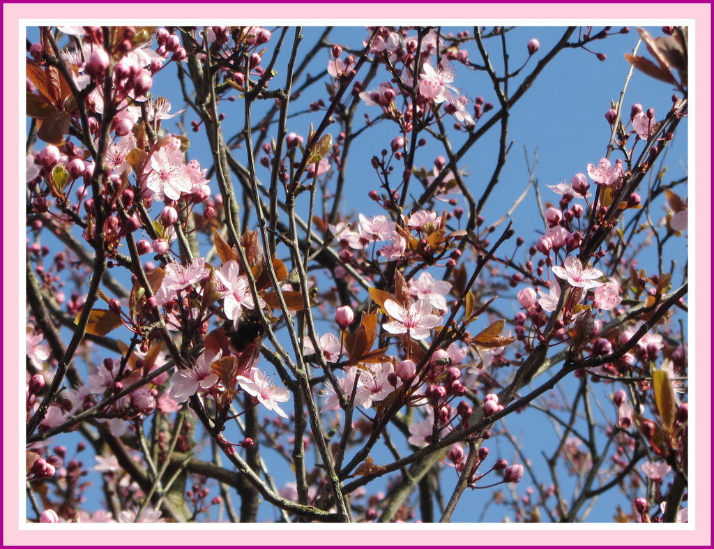 Branches of pink blossom. by grace55