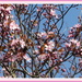 Branches of pink blossom. by grace55