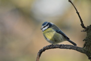 25th Feb 2019 - Blue-tit partly in the shade..........