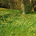A host of golden daffodils by julienne1