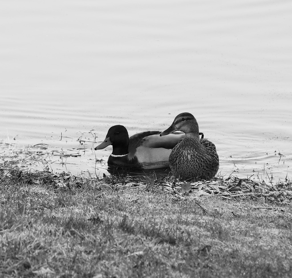 Contrast 1of 4:  Duck & Drake, Paimpont Lake by s4sayer