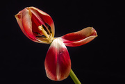 25th Feb 2019 - fading tulip