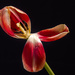 fading tulip by jernst1779