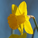Daffodil by philhendry