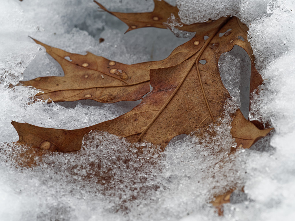 leaf in snow by rminer