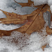 leaf in snow by rminer
