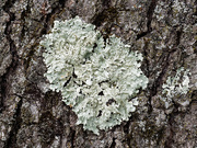 25th Feb 2019 - lichen