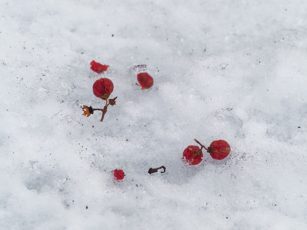 red berries on snow_DxO by rminer