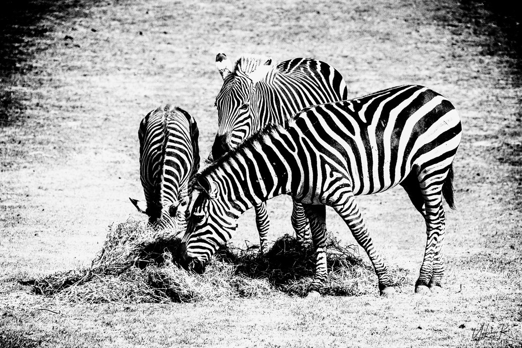 Zebras by yorkshirekiwi