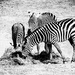 Zebras by yorkshirekiwi