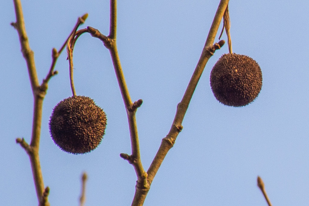 Sycamore pods... by thewatersphotos