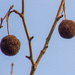 Sycamore pods... by thewatersphotos