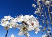 25th Feb 2019 - Bee-utiful spring