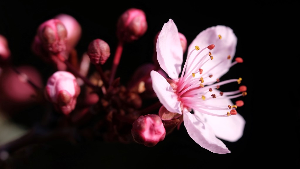 Flowering Cherry Blossom by mattjcuk