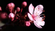 26th Feb 2019 - Flowering Cherry Blossom