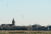 26th Feb 2019 - eilandspolder, birds flying around the tower if th church