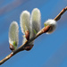 Goat Willow Catkins by philhendry