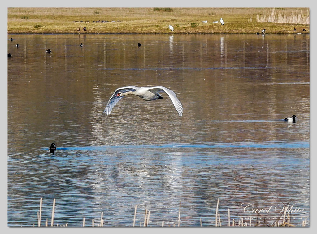 Mute Swan In Flight by carolmw