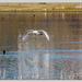 Mute Swan In Flight by carolmw