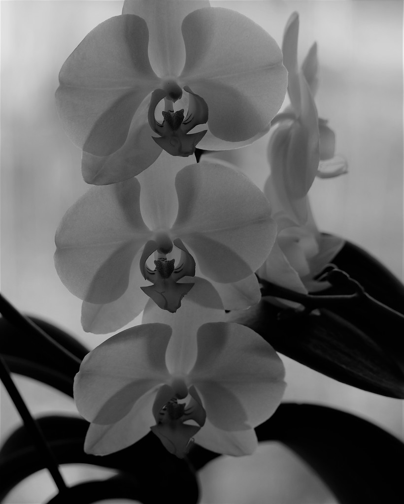 February 26: Orchid by daisymiller