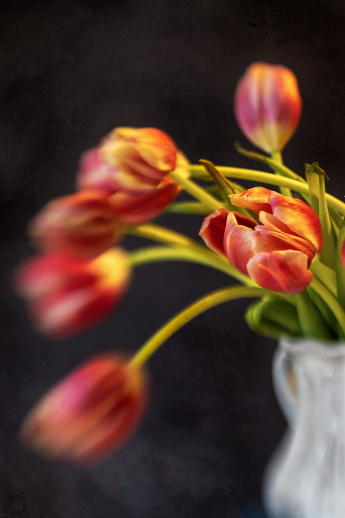selective focus tulips by jernst1779
