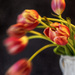 selective focus tulips by jernst1779