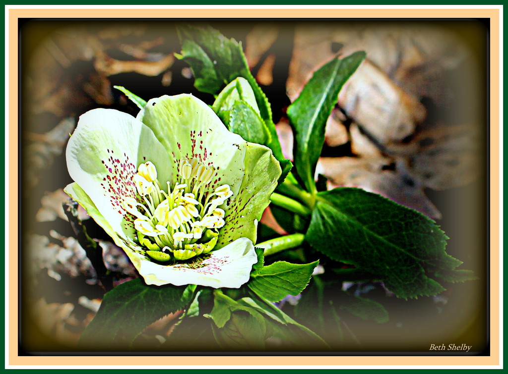 Helleborus or Linten Rose by vernabeth