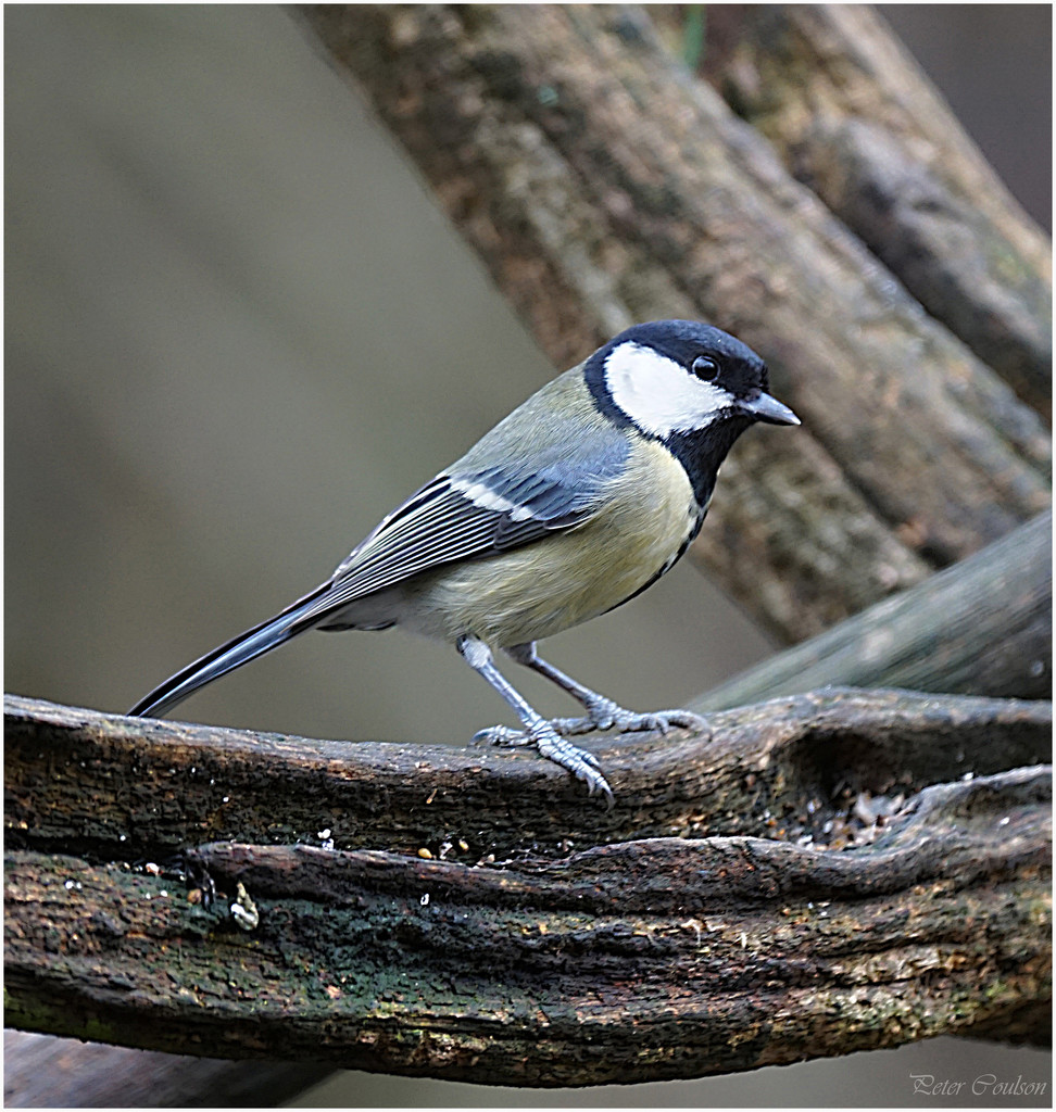 Great Tit  by pcoulson