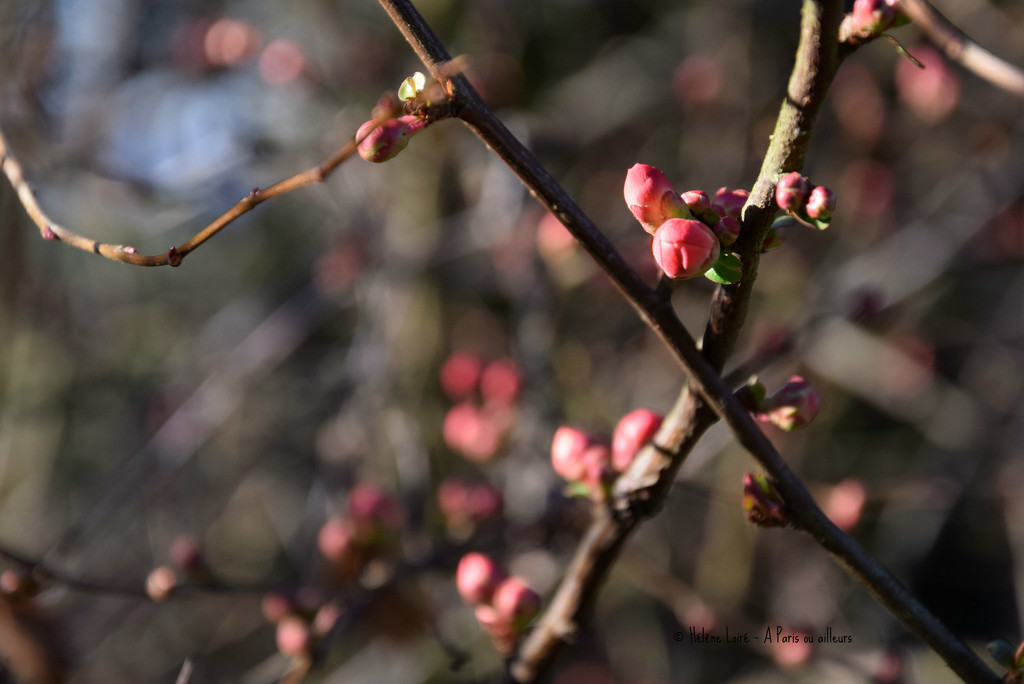 Spring is around the corner by parisouailleurs