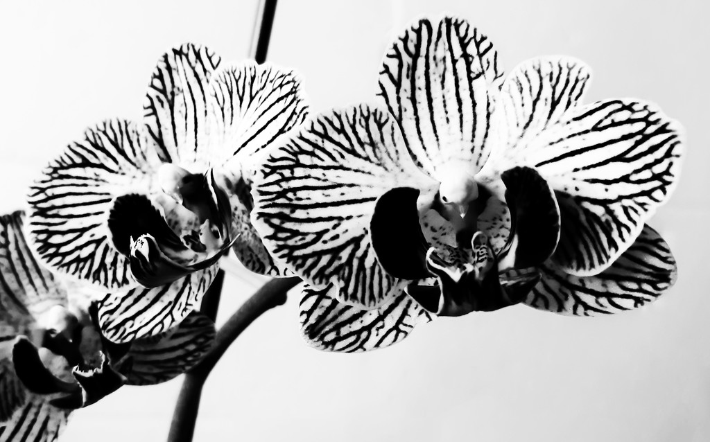 Dapper orchids by m2016