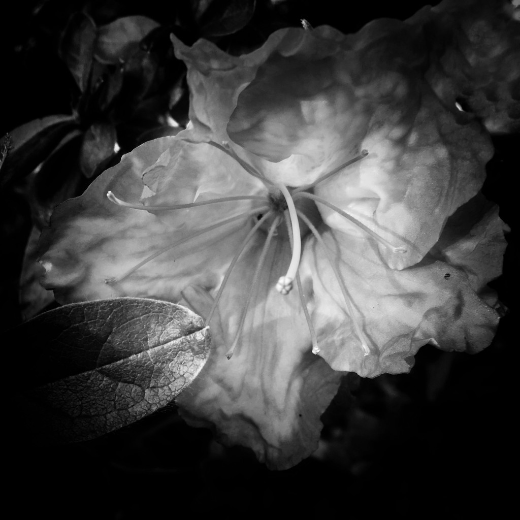 Night time flower? by shutterbug49