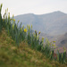 daffodil slope by callymazoo