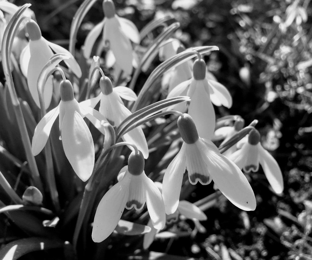 Snowdrops by 4rky