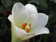 27th Feb 2019 - Christmas lilly now open