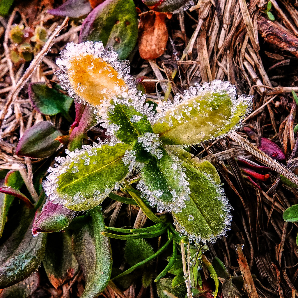 Frosty Little Bites by milaniet