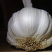 Day 57: Garlic by sheilalorson