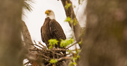 26th Feb 2019 - Bald Eagle at the Nest!