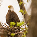 Bald Eagle at the Nest! by rickster549