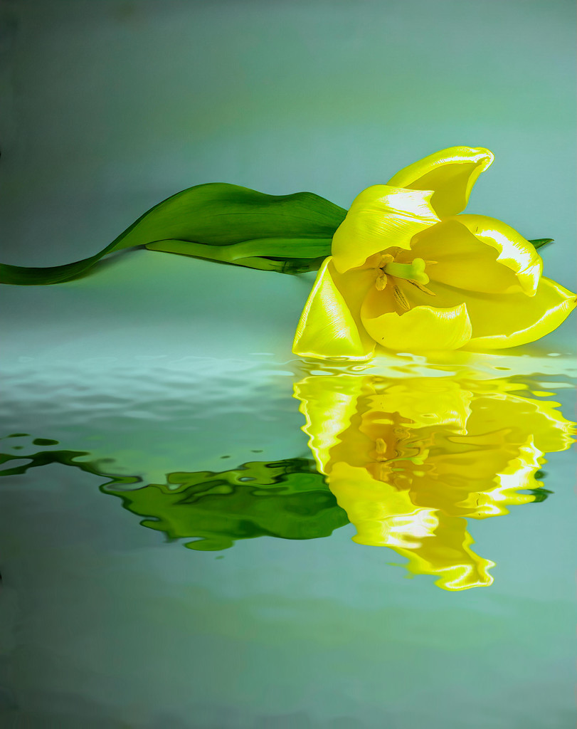 Yellow Tulip by ludwigsdiana