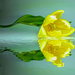 Yellow Tulip by ludwigsdiana