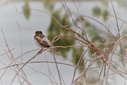 26th Feb 2019 - sparrow back