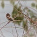 sparrow back by edorreandresen