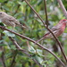 Purple Finch Pair by cjwhite